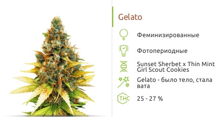 Gelato от Cali Buds Seeds