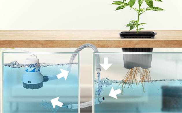 Корни растения в гидропонике