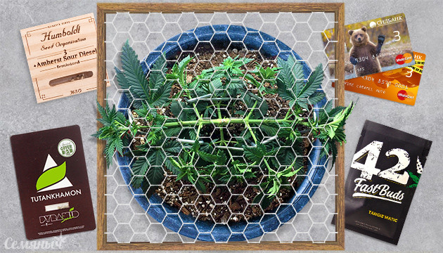 Подборка сортов марихуаны подходящих для тренировок LST и ScrOG Подборка сортов конопли для LST ScrOG