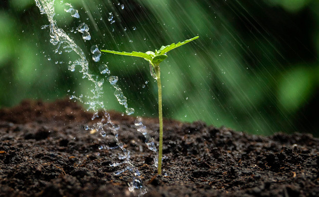 Как поливать ростки конопли
