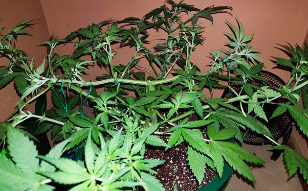 Подвязка ветвей конопли