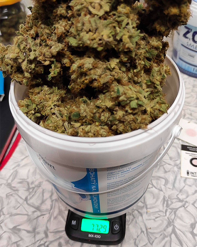 Сбор урожая конопли