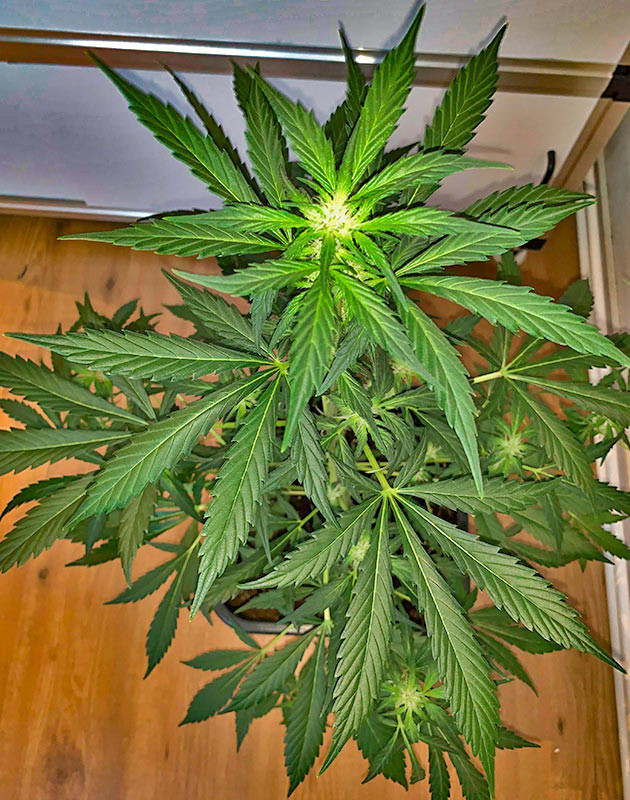 Куст Zkittles Auto от Семяныча на 5 неделе выращивания