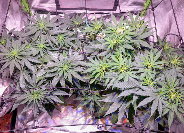 Сорт конопли Euforia X ростом 45 см