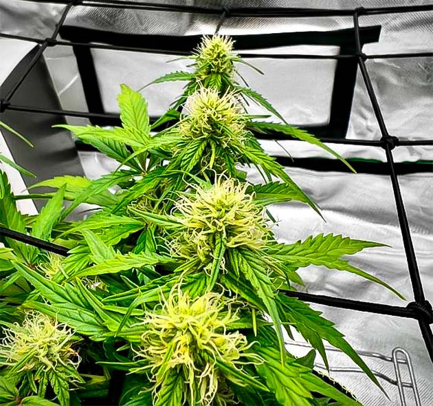 Куст Gelato от Blimburn Seeds на стадии цветения