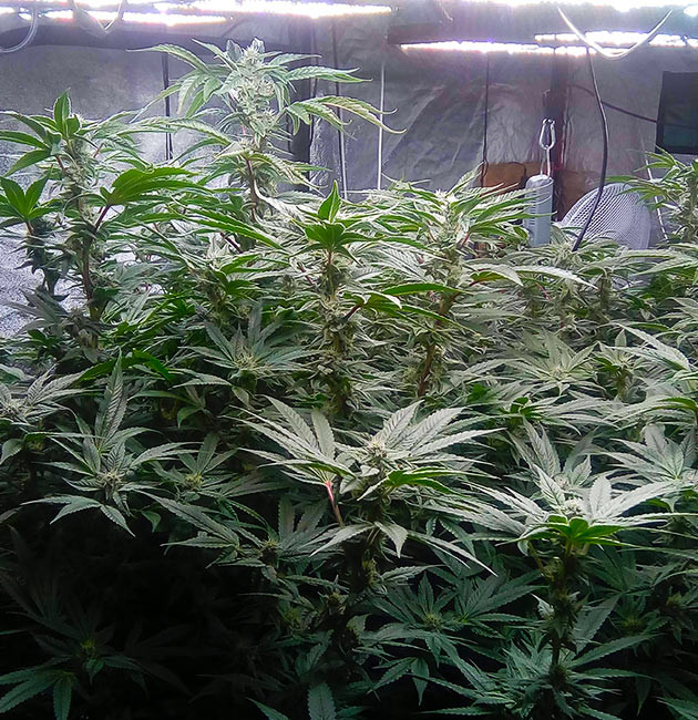 Цветущая конопля