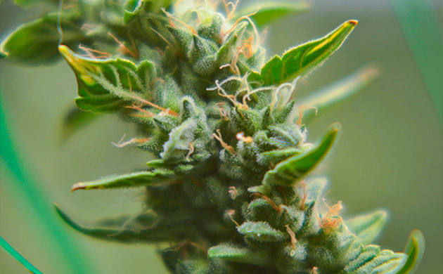 Соцветие с оранжевыми стигмами вблизи