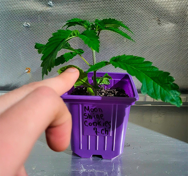 Вегетация конопли