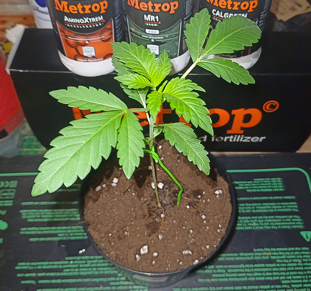 High Society: подготовка к LST