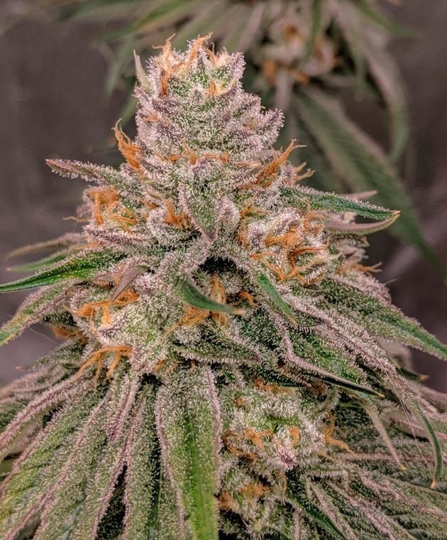 Подготовка в харвесту Куст Sapphire OG на последней неделе выращивания