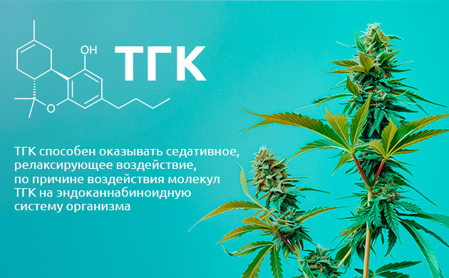 ТГК и его влияние на организм