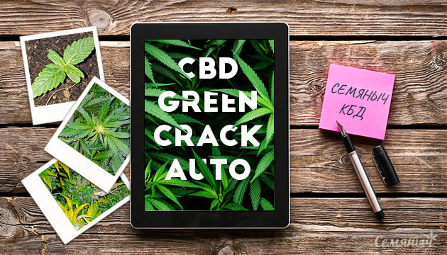 Гроурепорт сорта марихуаны CBD Green Crack Auto