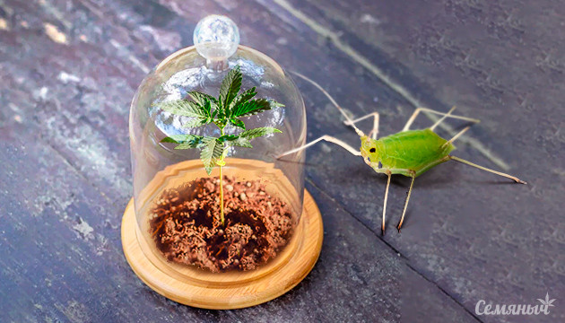 Борьба с тлей: идентификация и профилактика