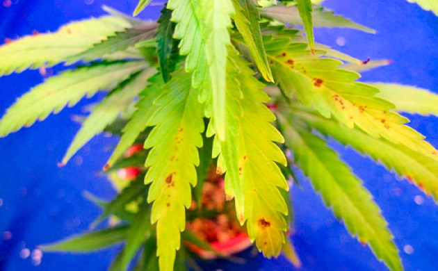 Сухие листья конопли от избытка света