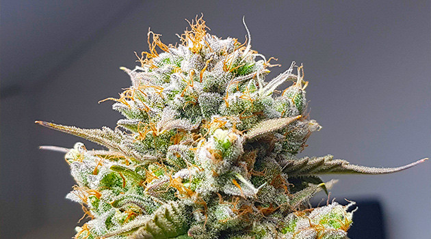 Шишка Runtz XL Auto Соцветие с оранжевыми волосками