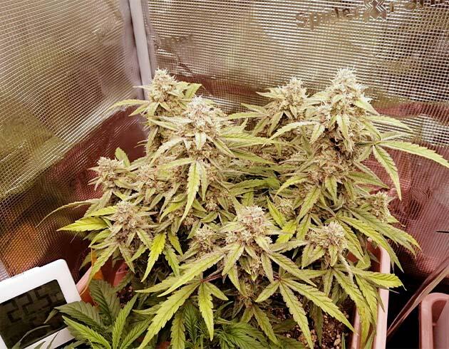 Куст Godfather OG Auto на последней неделе выращивания