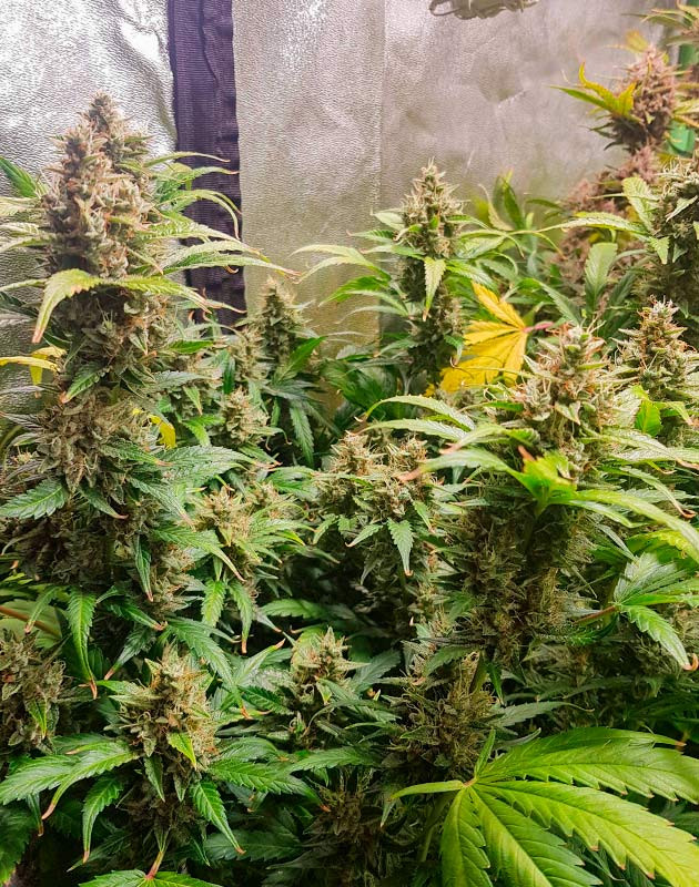 Сбор урожай с куста Skywalker Haze предхарвест кустов Skywalker Haze