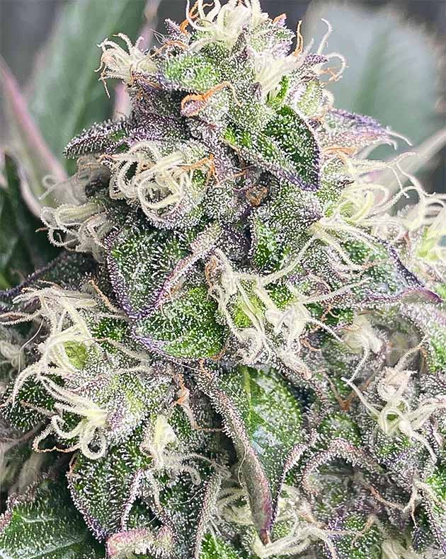 Любимый терпеновый профиль Vanilla Frosting Фиолетовый оттенок на соцветиях Vanilla Frosting