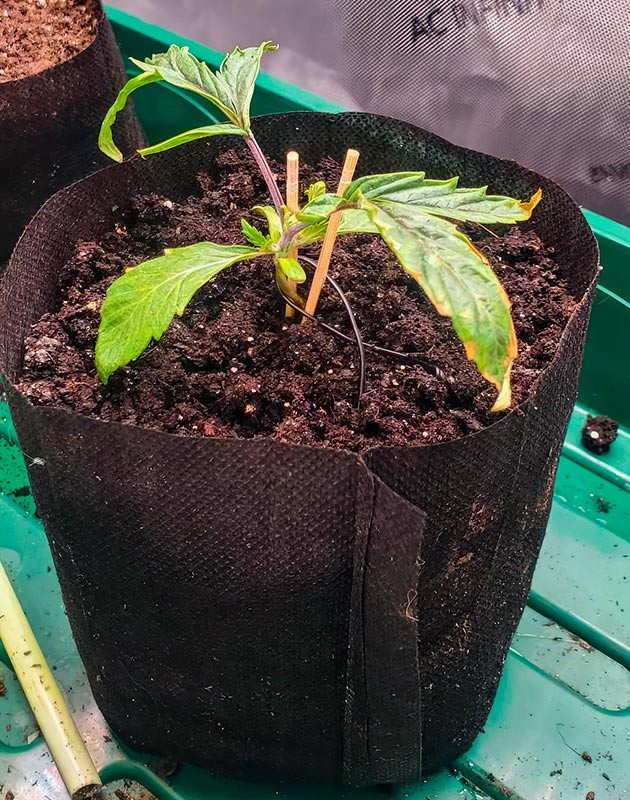 Ожог на листьях конопли