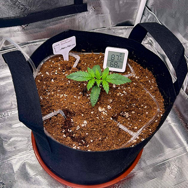 Конопля на 2 неделе роста