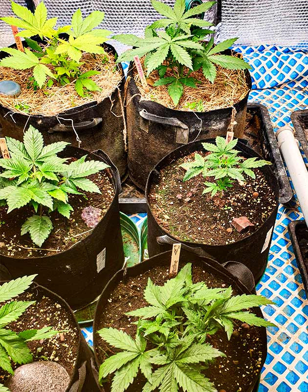 Четвертая неделя стадии вегетации Отставание в развитии одного ростка