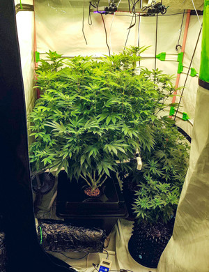 Кусты в новом боксе