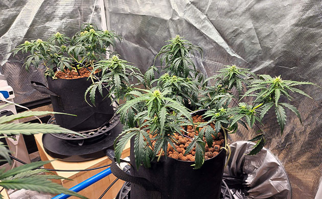 6 неделя выращивания Растения высотой 30 сантиметров