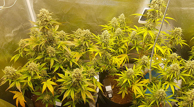 Готовность одного куста к харвесту Пожелтевшие листья на кустах марихуаны