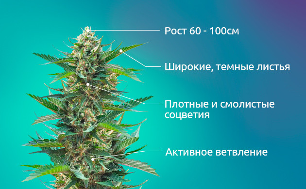 Характеристики Индики: листва, рост, цветение.