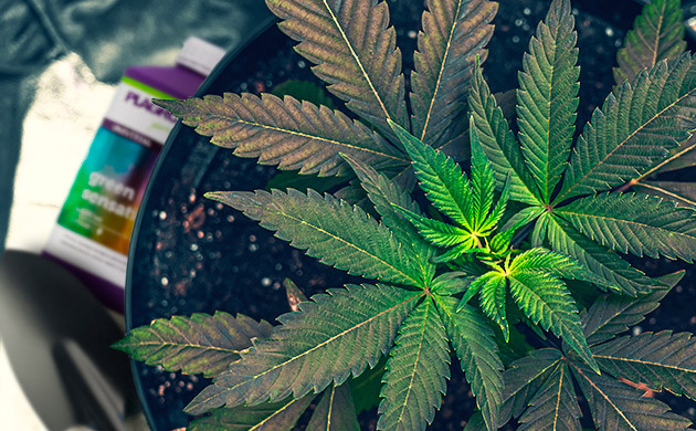 Повышенная живучесть Индики