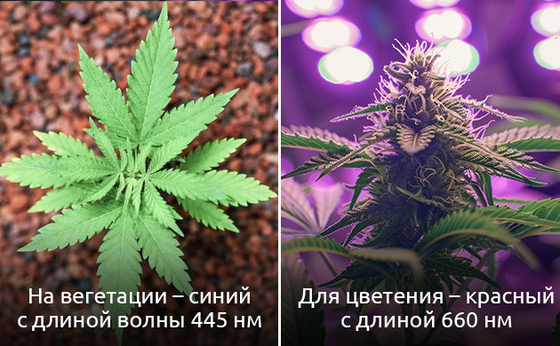 Как выбрать лампы для фотосинтеза