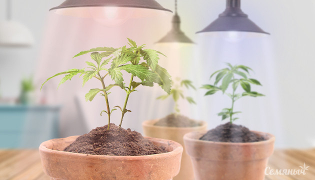 Влияние освещения на рост и развитие марихуаны