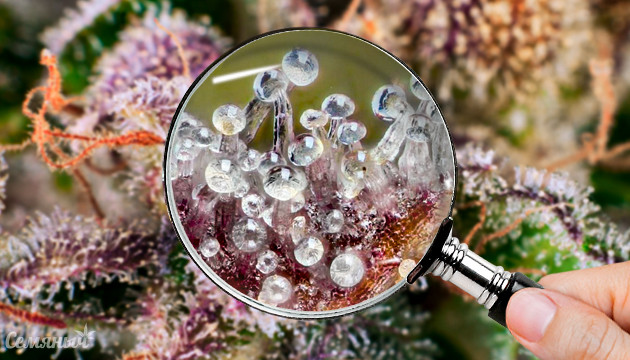 Трихомы: что это, для чего служат