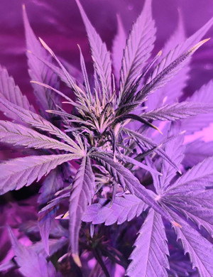 Точка роста шишки