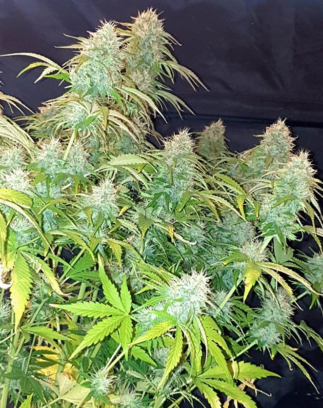 Подготовка к харвесту конопли Wedding Cake Auto