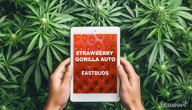 Strawberry Gorilla Auto от сидбанка FastBuds