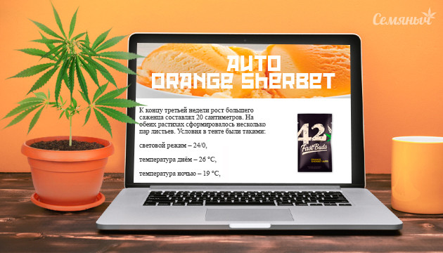 Гроурепорт сорта Orange Sherbet Auto от сидбанка FastBuds