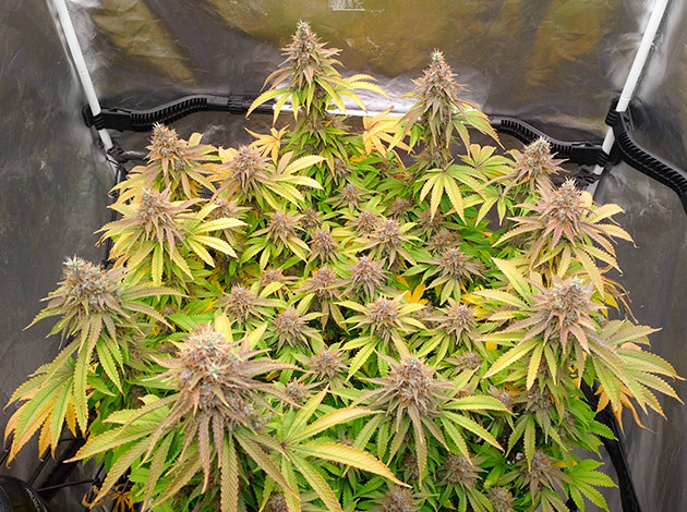 Неделя 17: рост сорта конопли Blue Gelato 41