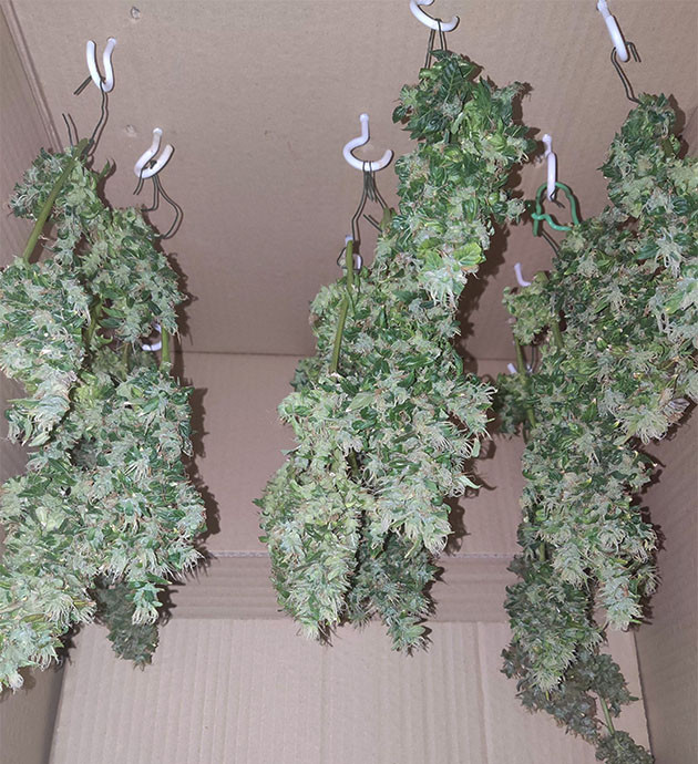 Сушка соцветий конопли