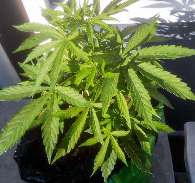 Солнечная погода на 4 неделе Здоровый конопляный куст высотой 50 см