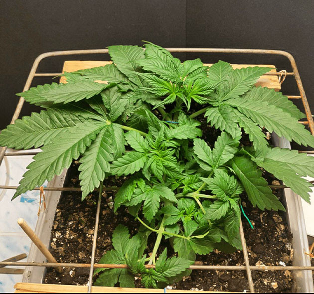 Пересадка Glue Sherbert при выращивании