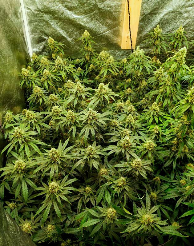 Проблемы с гнилью на соцветиях Куст на 15 неделе выращивания