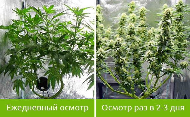 Вегетация и цветение конопли