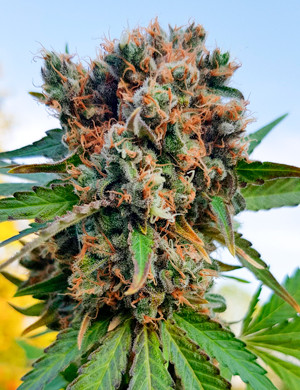 Созревшая шишка