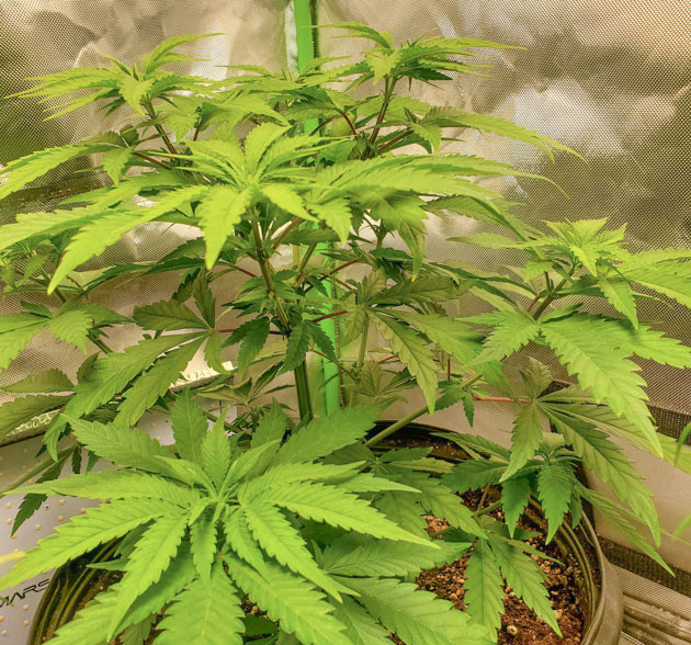 Симметричный куст Cafe Racer