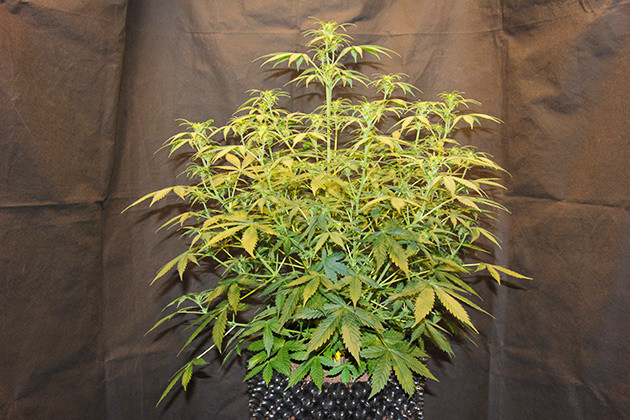 Конопля на 6 неделе выращивания