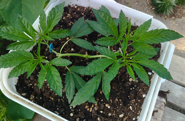 Подготовка каннабиса к тренировке сеткой Пышный куст каннабиса в активной фазе роста