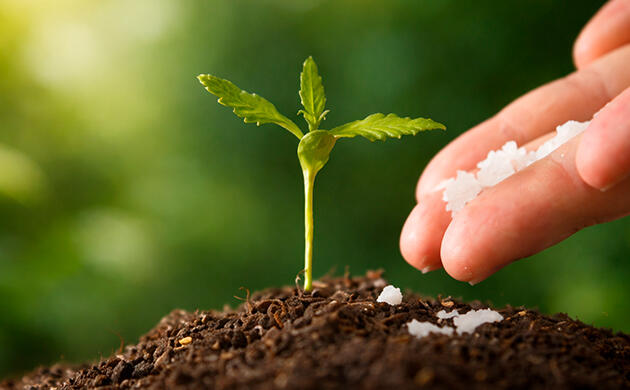 Внесение удобрений для конопли в аутдоре