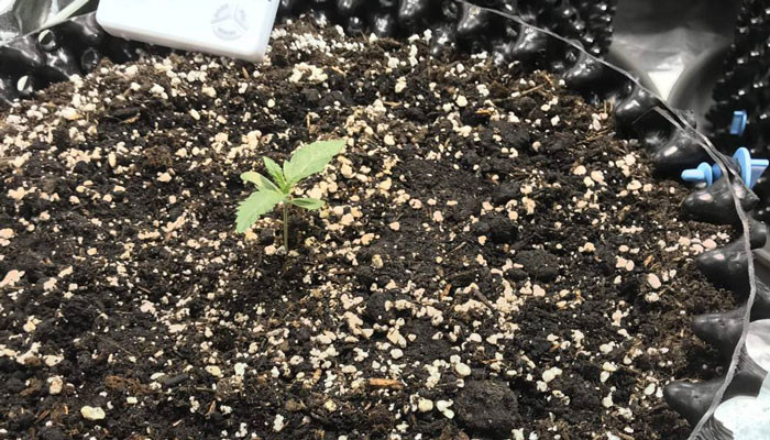 Саженец Jack 47 Auto