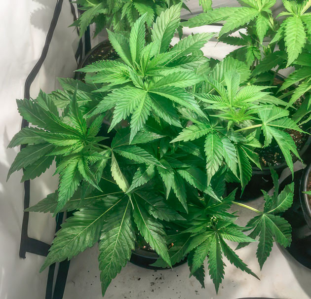 Небольшая дефолиация Кусты Mimosa Shot на 4 неделе выращивания